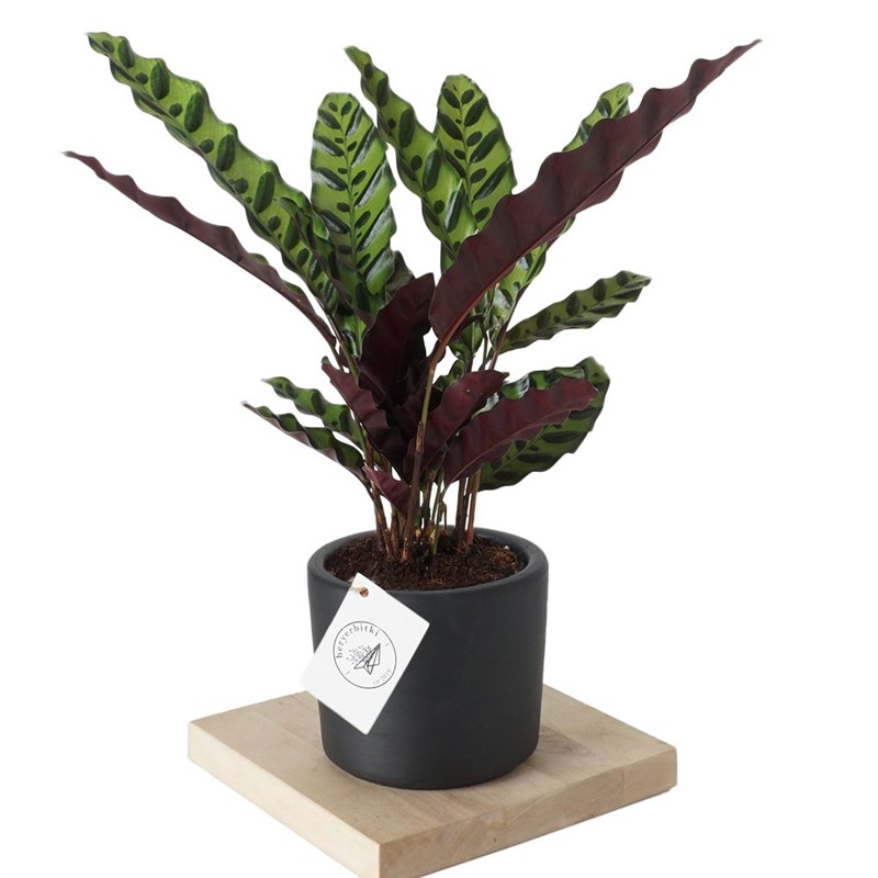 Calathea Rattlesnake (Dua Çiçeği)