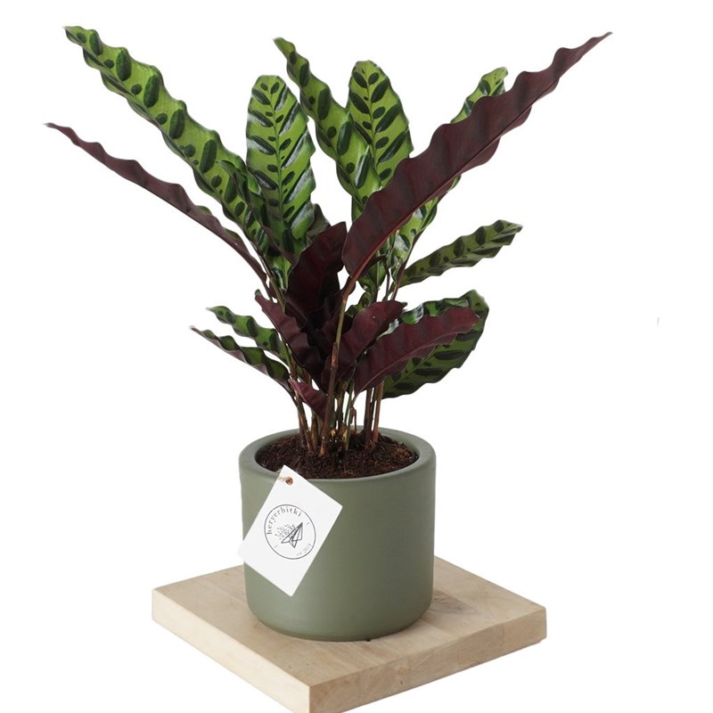 Calathea Rattlesnake (Dua Çiçeği)