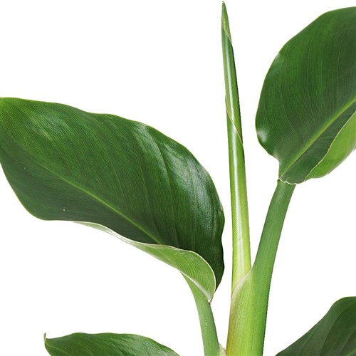 Starliçe - Yeşil Saksılı Cennet Kuşu Çiçeği (Strelitzia Nicolai)