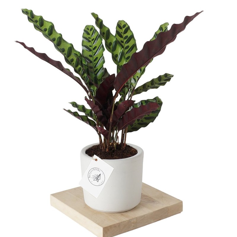 Calathea Rattlesnake (Dua Çiçeği)