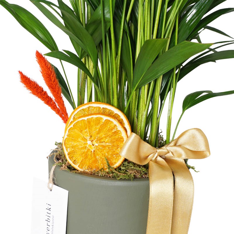 Areca Palm Gift