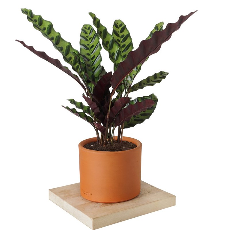Calathea Rattlesnake (Dua Çiçeği)