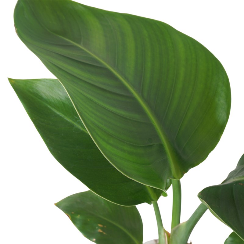 Starliçe - Yeşil Saksıda(Strelitzia Gift)