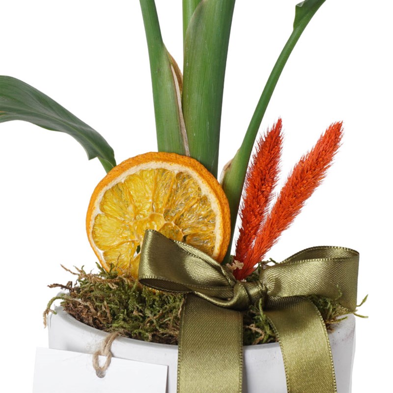 Starliçe - Yeşil Saksıda(Strelitzia Gift)