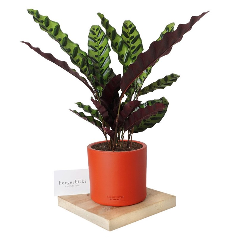 Calathea Rattlesnake (Dua Çiçeği)