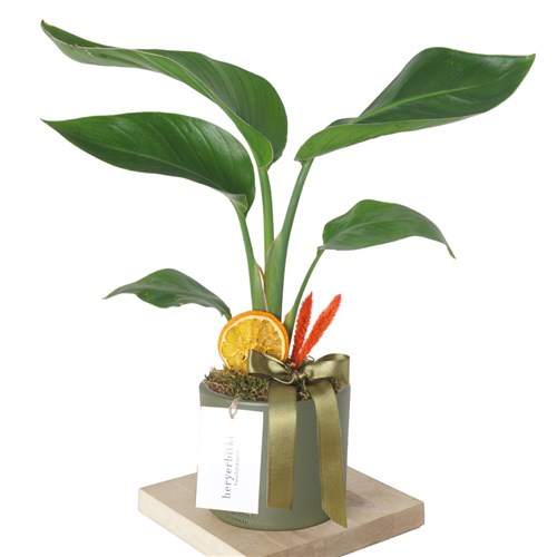 Starliçe - Yeşil Saksıda(Strelitzia Gift)
