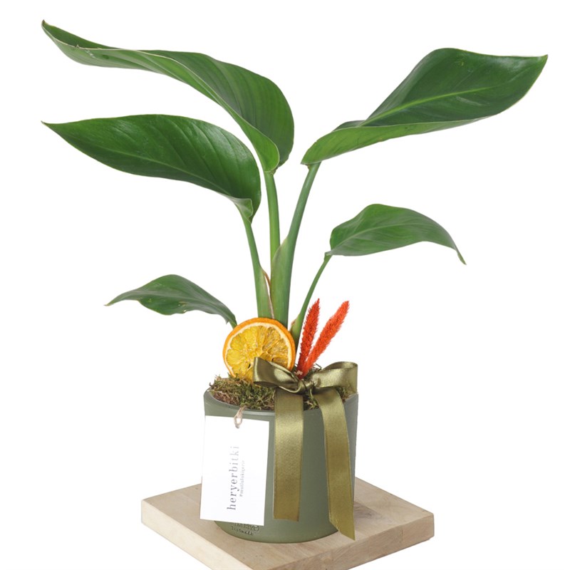 Starliçe - Yeşil Saksıda(Strelitzia Gift)