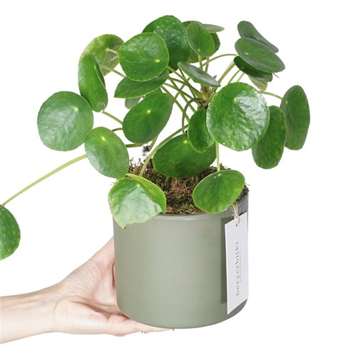Çin Şans Para Çiçeği (Pilea Peperomioides)