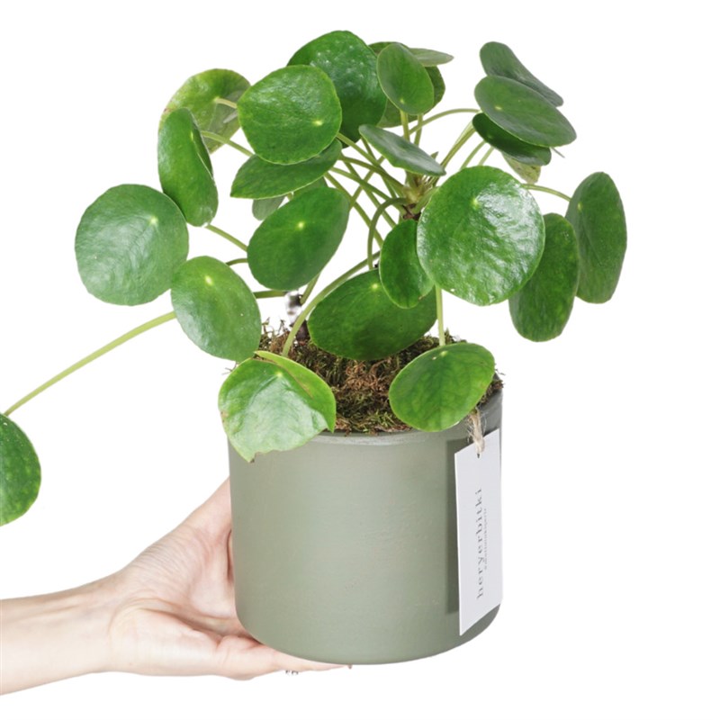 Pilea Pepperomioides Gift (Chinese Chinese Money Plant)