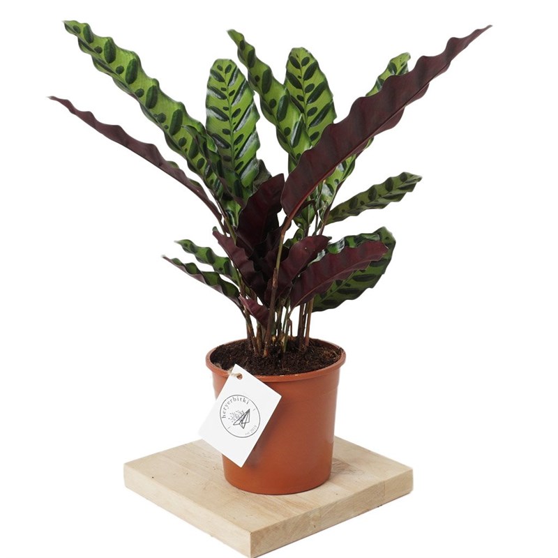 Calathea Rattlesnake (Dua Çiçeği)