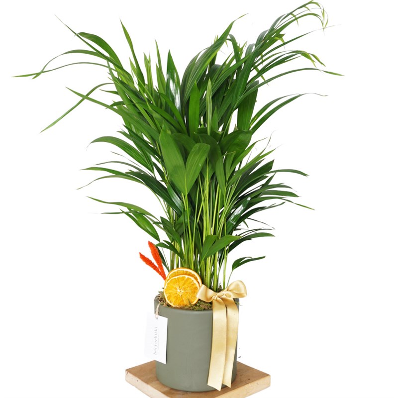 Areca Palm Gift