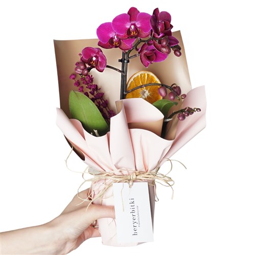 Violet Orchid Gift (Mor Orkide)