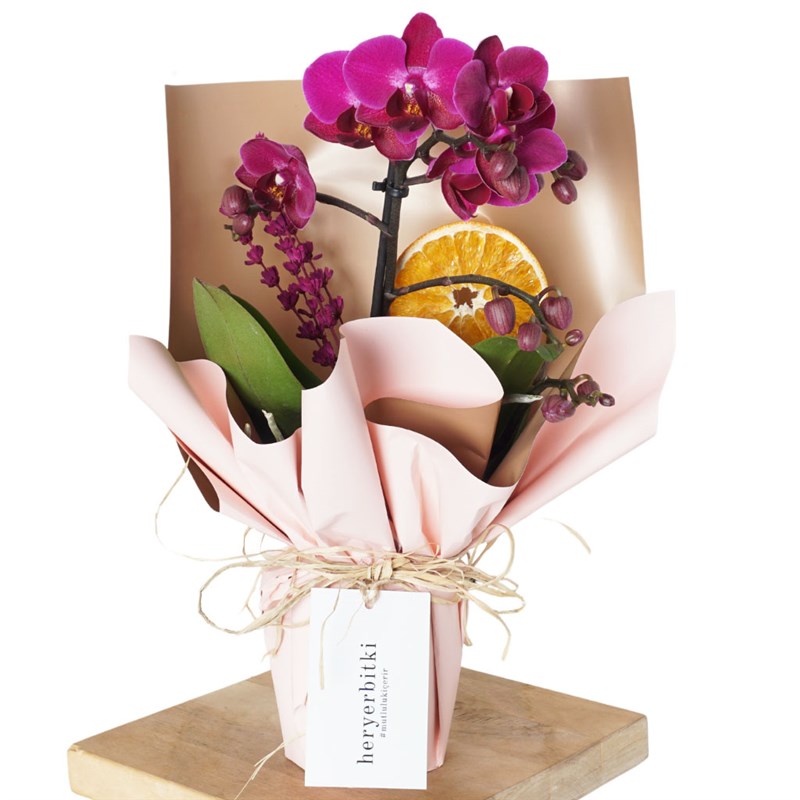 Violet Orchid Gift (Purple Orchid)