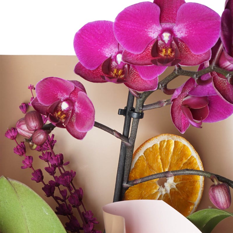 Violet Orchid Gift (Purple Orchid)