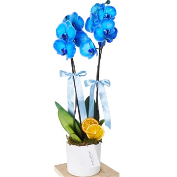 beyaz saksıda mavi orkide