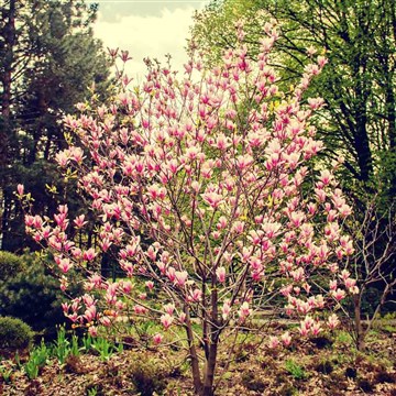 pembe çiçekli manolya ağacı