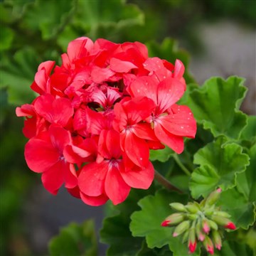 kırmızı sardunya çiçeği