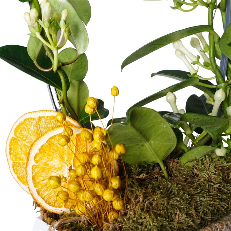 Yasmin Basket (Jasmine Arrangement in a Basket)