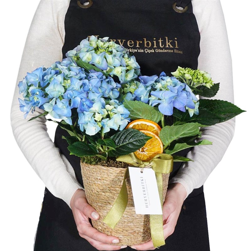 Blue Hydrangea in a Basket