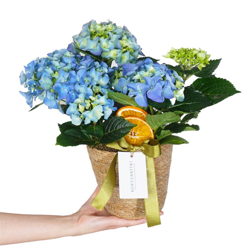 Blue Hydrangea in a Basket