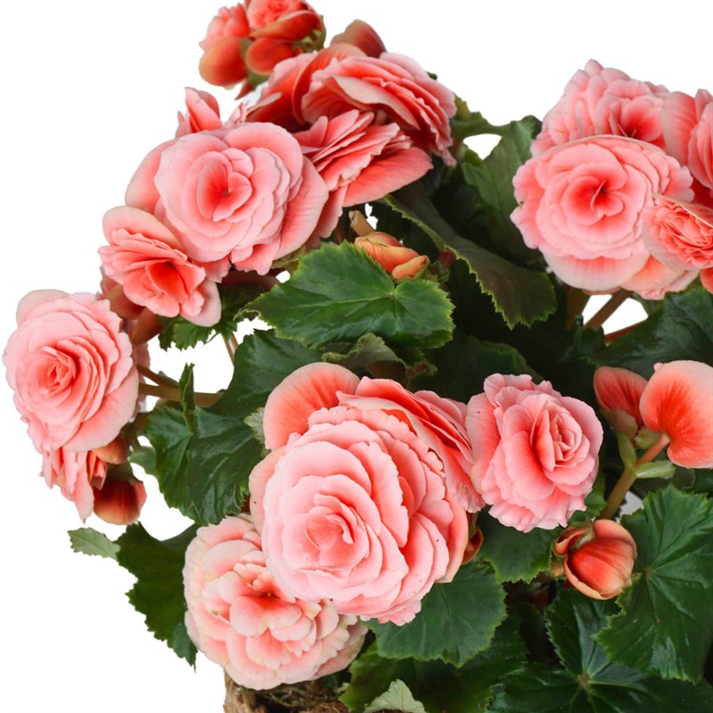 Double-flowered Pink Begonia in a Basket