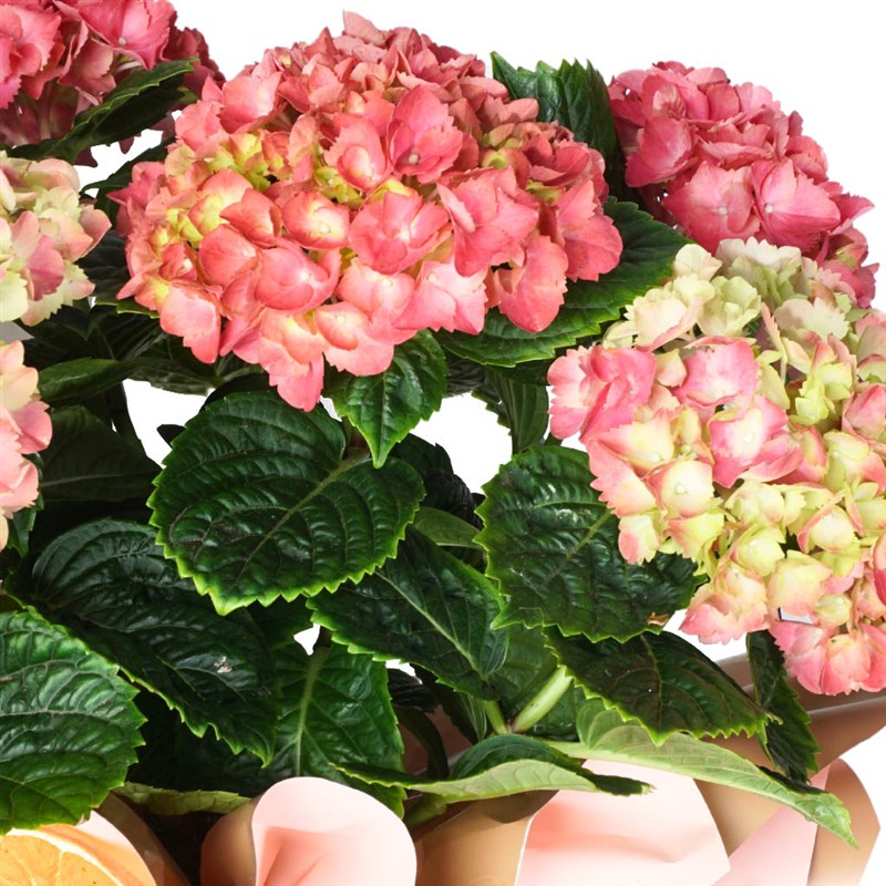 Pembe Ortanca Gift