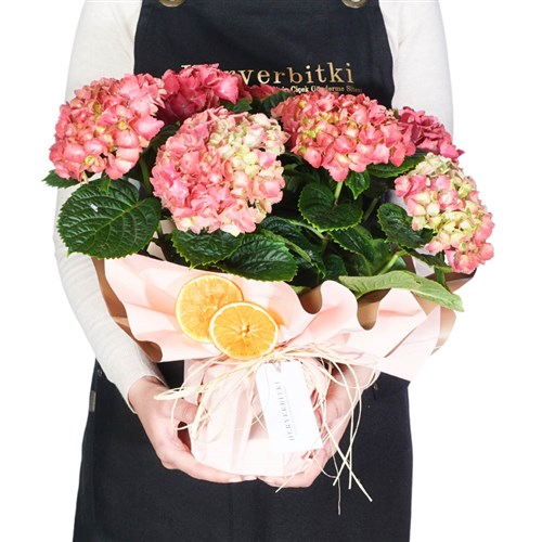 Pembe Ortanca Gift