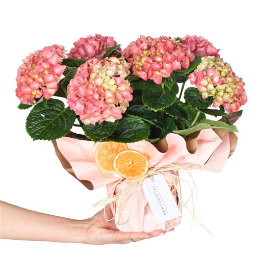 Pembe Ortanca Gift