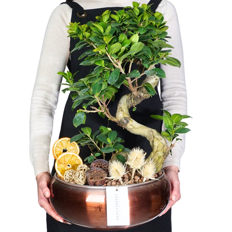 Bonsai Design Gift (Designer Bonsai Arrangement in a Copper Pot)