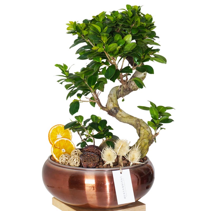 Bonsai Design Gift (Designer Bonsai Arrangement in a Copper Pot)