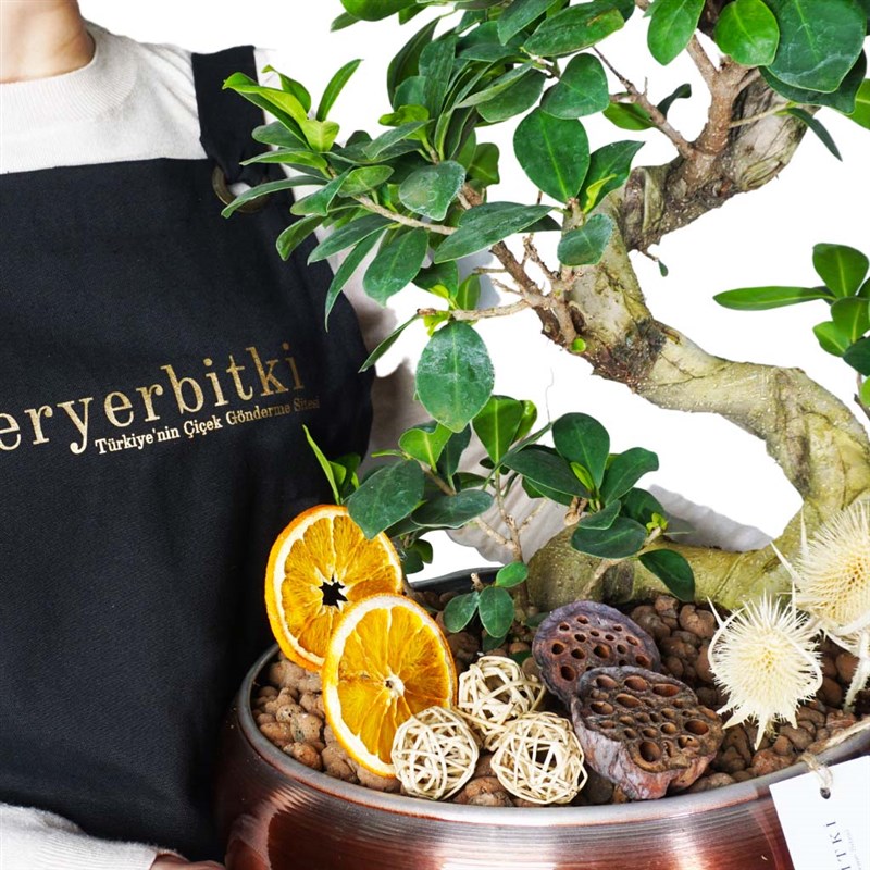 Bonsai Design Gift (Designer Bonsai Arrangement in a Copper Pot)