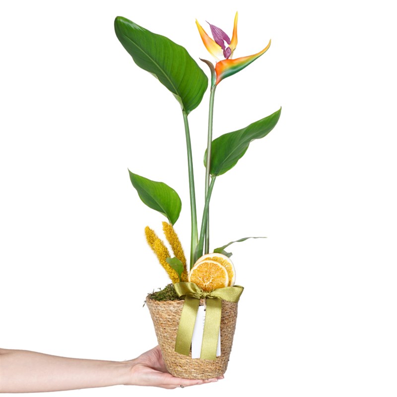 Strelitzia Basket (Sepette Starliçe)