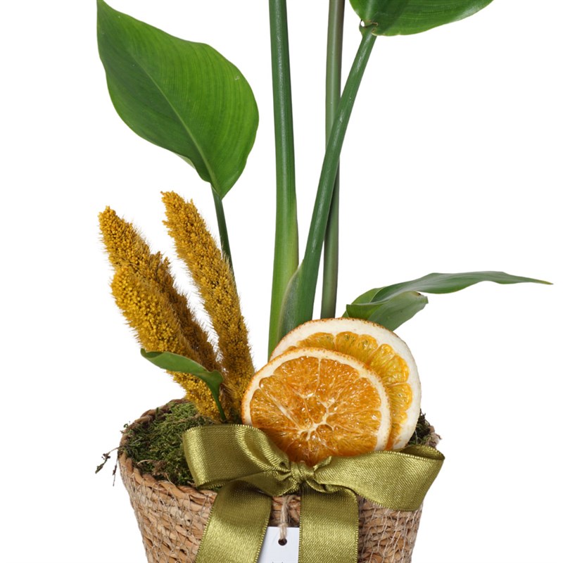 Strelitzia Basket (Sepette Starliçe)