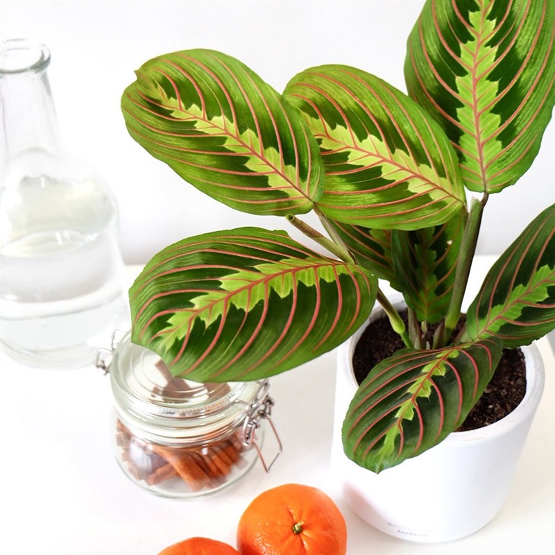 Maranta Tricolor (Dua Çiçeği)