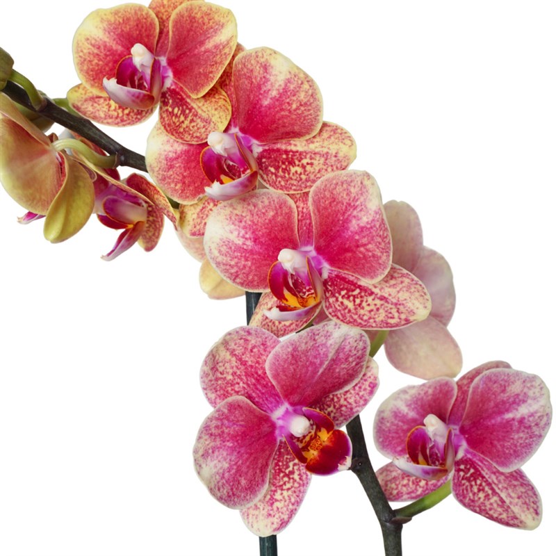 Pink Coral Gift (Fire Orchid Arrangement)