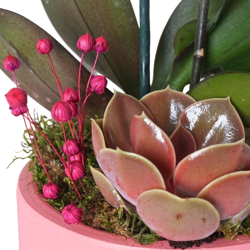 Pink Coral Gift (Fire Orchid Arrangement)