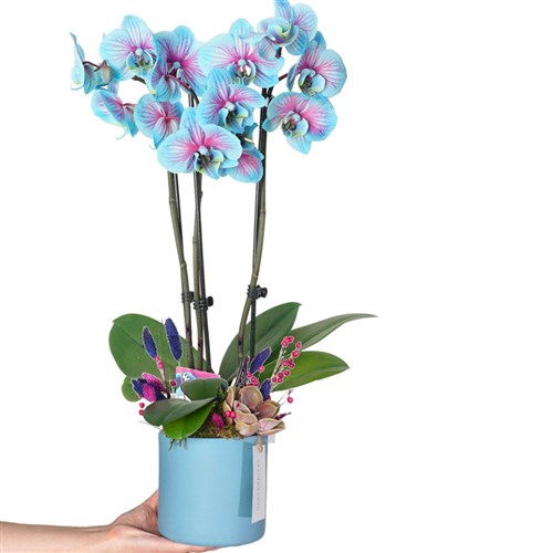 2 Dallı Mavi Alacalı Orkide (Cascade Perfect Blue Gift)
