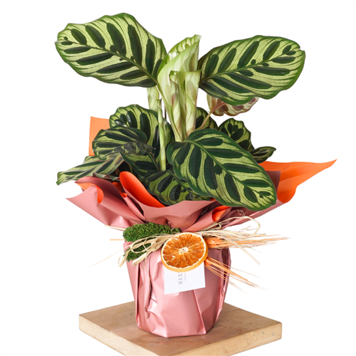 Calathea Makoyana Gift (Hediye Dua Çiçeği)