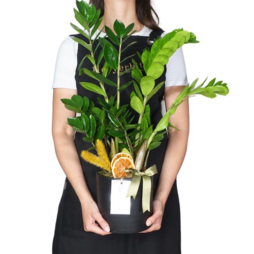 Large Zamia Gift
