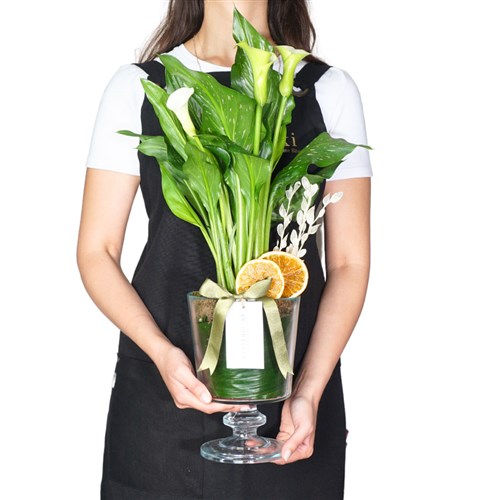 White Calla Lily Premium Gift (Beyaz Gala Aranjmanı)