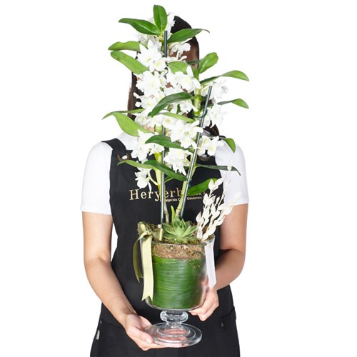 Beyaz Dendrobium Aranjmanı - Ayaklı Cam Vazoda Premium