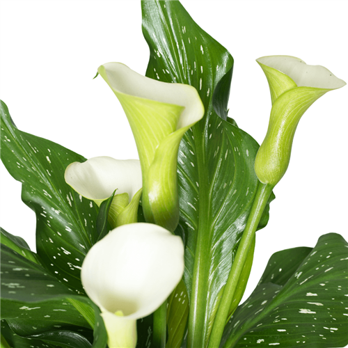 White Calla Lily Premium Gift (Beyaz Gala Aranjmanı)