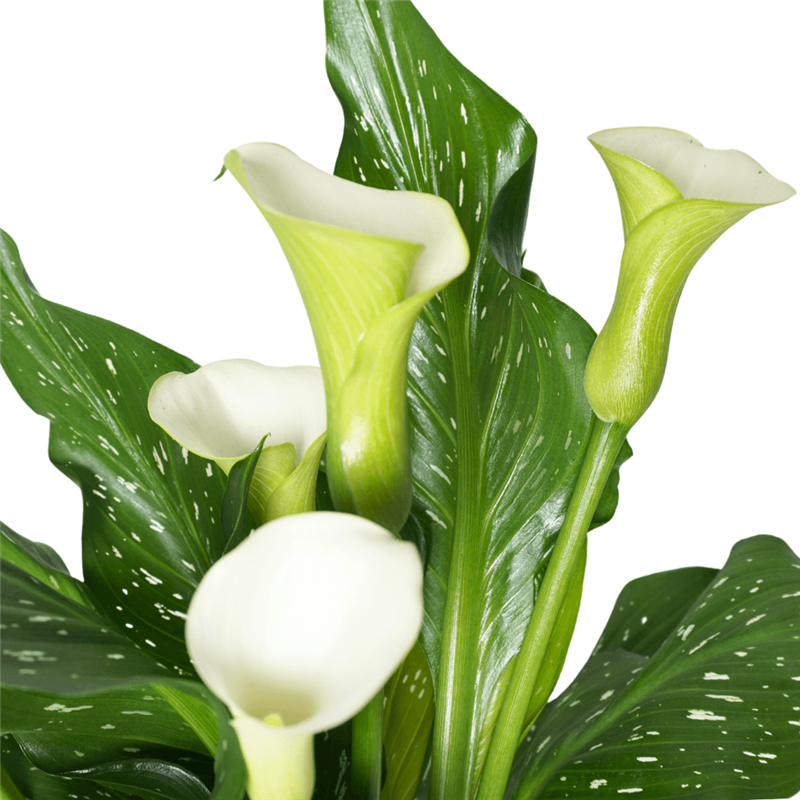 White Calla Lily Premium Gift (White Calla Lily Arrangement)