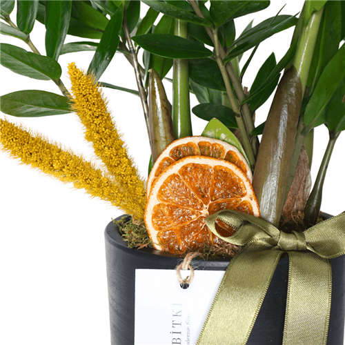 Large Zamia Gift