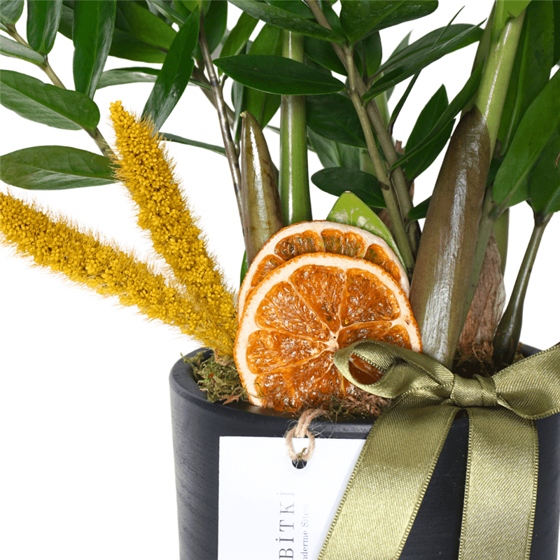 Large Zamia Gift
