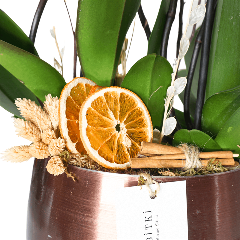 Premium Coral Gift (4-Stem Fire Orchid Arrangement)