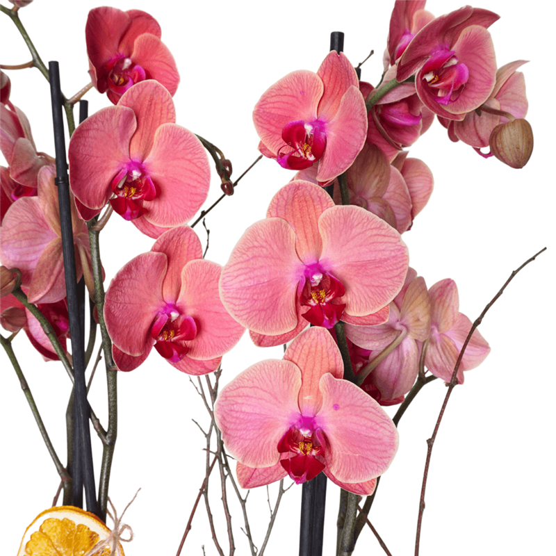 Premium Coral Gift (4-Stem Fire Orchid Arrangement)