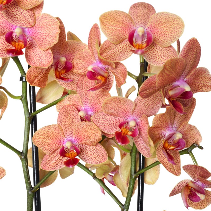 Premium Bloom Coral Orchids (Vazoda Ateş Orkide Aranjmanı)