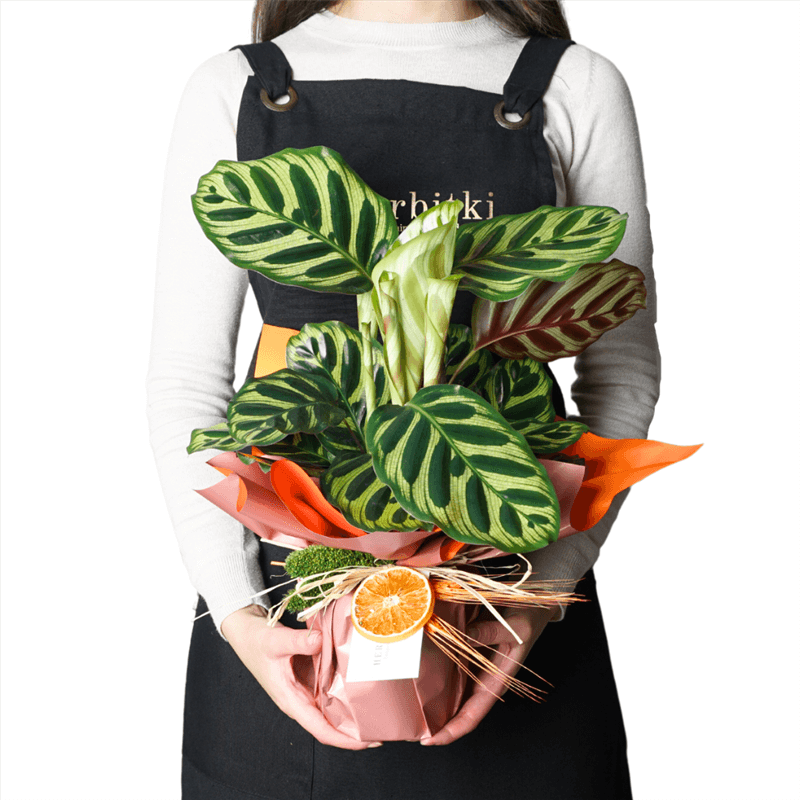 Calathea Makoyana Gift (Hediye Dua Çiçeği)
