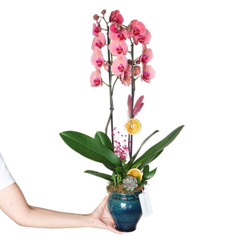 Premium Coral (Fire Orchid Arrangement in Ceramic Vase)